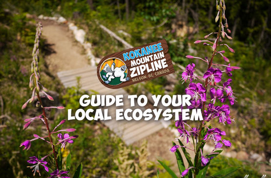 Kokanee Mountain Zipline's Guide to Your Local Ecosystem